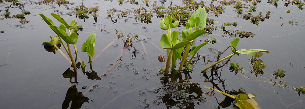 Plants, birds, fish and other life that might be found in Falkland Islands rivers, streams, ditches, ponds and lakes. 